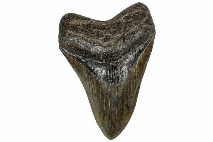 Fossil Megalodon Tooth - South Carolina #310023